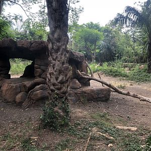 Striped Hyena Exhibit