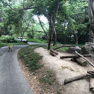 African Lion Exhibit