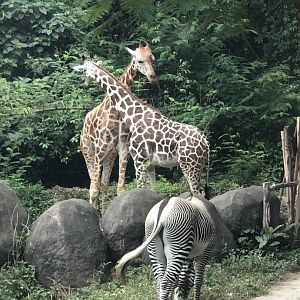 Giraffe (unknown subspecies) & Grevy’s Zebra