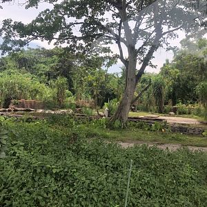 Pygmy Hippopotamus Exhibit