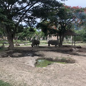 Southern White Rhinoceros Exhibit