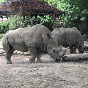 Southern White Rhinoceros