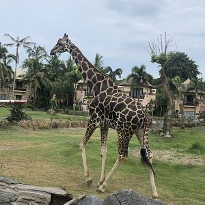 Giraffe (unknown subspecies)