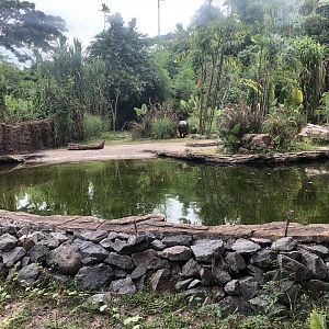 Pygmy Hippopotamus Exhibit