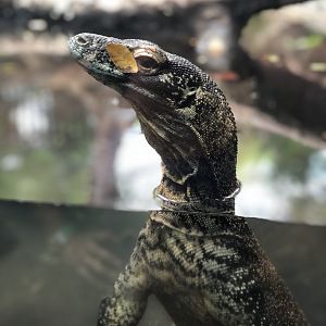 Komodo Dragon