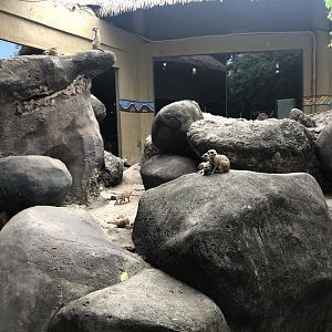 Meerkat Exhibit
