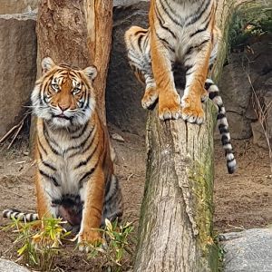 Sumatran tigers