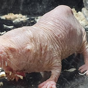 Naked mole rat