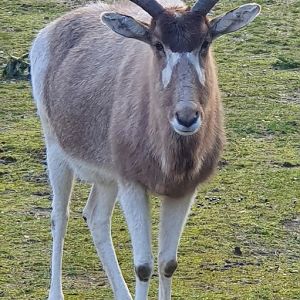 Addax