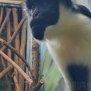 Diana monkey