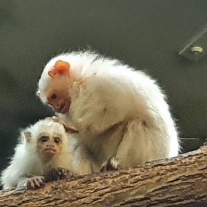 Silvery marmoset