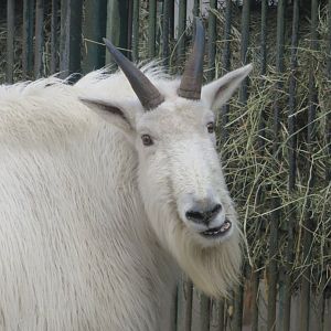 Rocky mountain goat