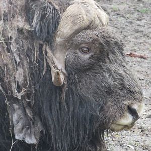 Musk ox
