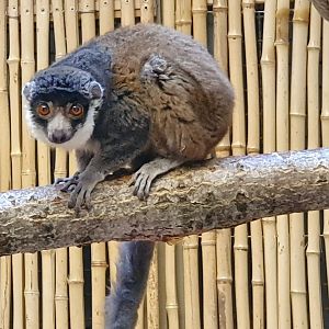 Mongoose lemur