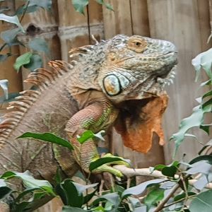 Green Iguana