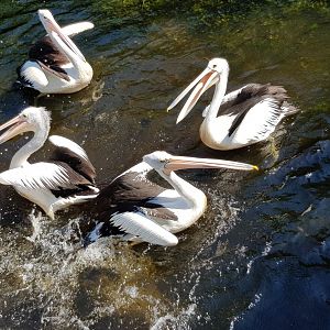 Pelican Feeding