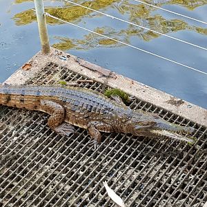 Wild fresh water croc in the pelican billabong