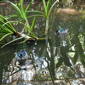 Green Pygmy Geese pair