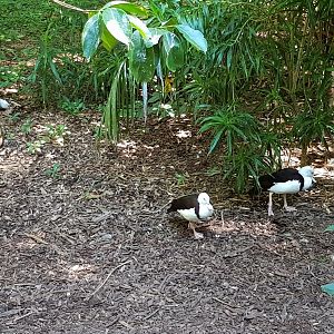wild Rajah Shell ducks