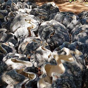 Giant clam cemetary