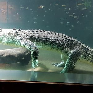 Salt water croc