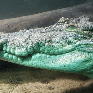 Smiling croc