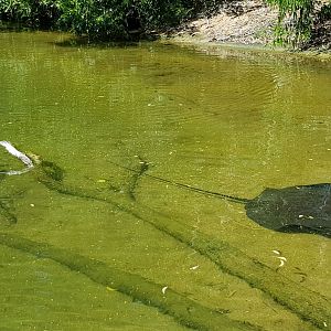 Fresh water rays