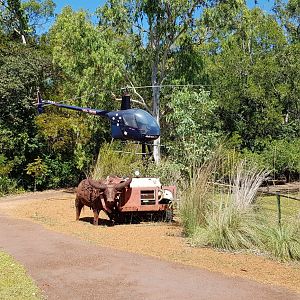 Buffalo catching equiptment display