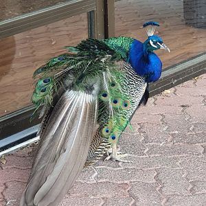Indian Peafowl, Lindale Village