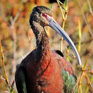 White Faced Ibis