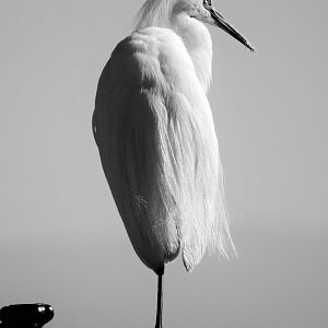 Egret