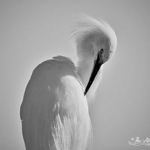 Egret