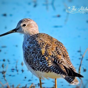 Yellow legged Sandpiper