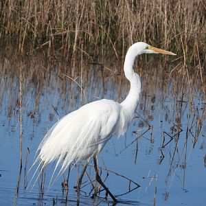 Great Egret