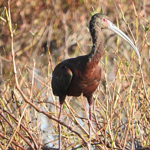White-faced Ibis