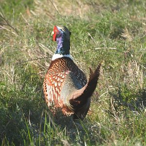 Ring-necked Pheasant