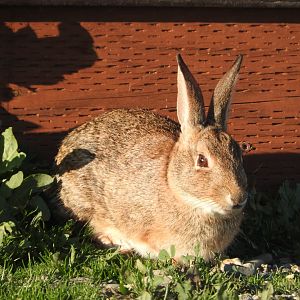 Desert Cottontail