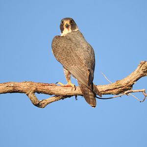 Peregrine Falcon