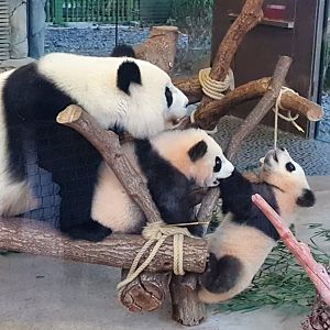 Giant pandas
