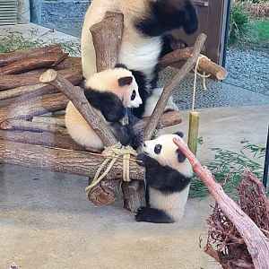 Giant panda cubs