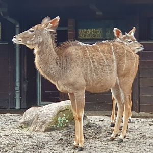 Greater kudu