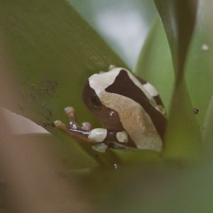 Clown tree frog