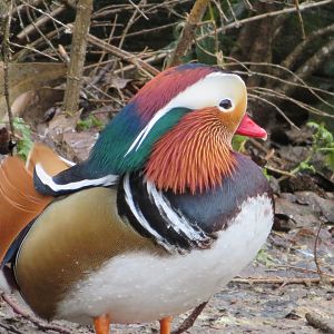 Mandarin duck