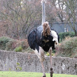 Ostrich