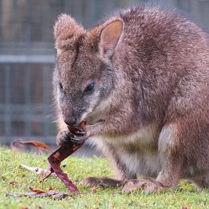 Parma wallaby