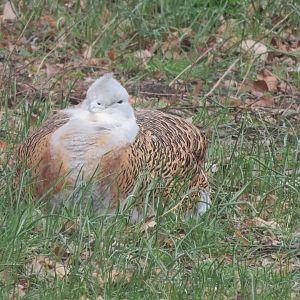 Great bustard