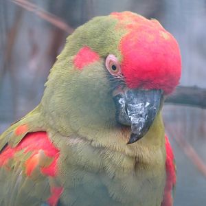 Red fronted macaw