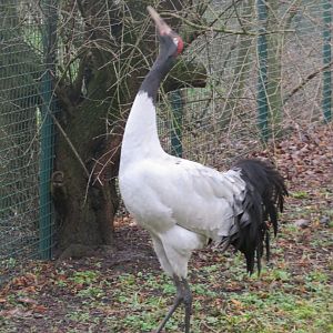 Black necked crane