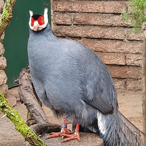 Blue eared pheasant
