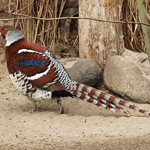 Elliott's pheasant